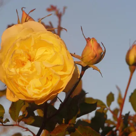 Apartment Cascina Curairone