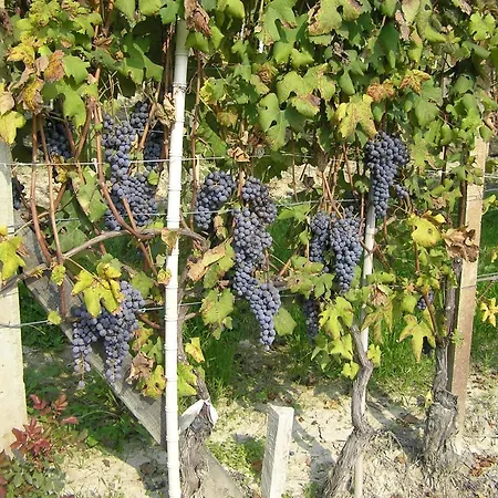 Cascina Curairone شقة Bossolasco