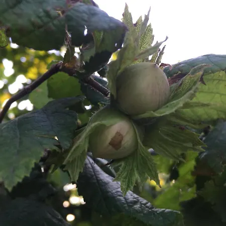 Cascina Curairone Apartamento