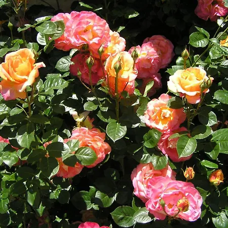 Cascina Curairone * Bossolasco