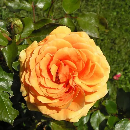 Cascina Curairone شقة Bossolasco