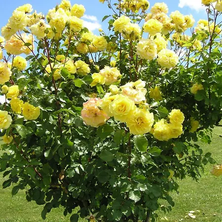 شقة Cascina Curairone Bossolasco