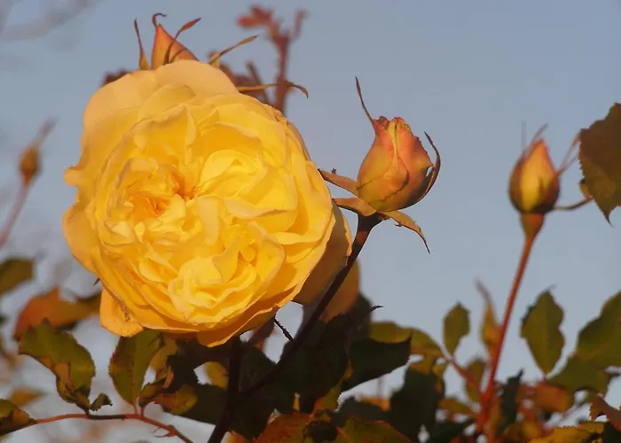 Lejlighed Cascina Curairone