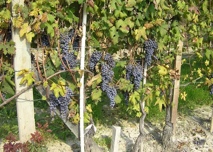 Cascina Curairone Lejlighed Bossolasco