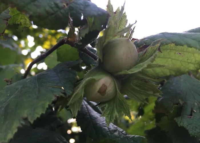 Cascina Curairone Lejlighed