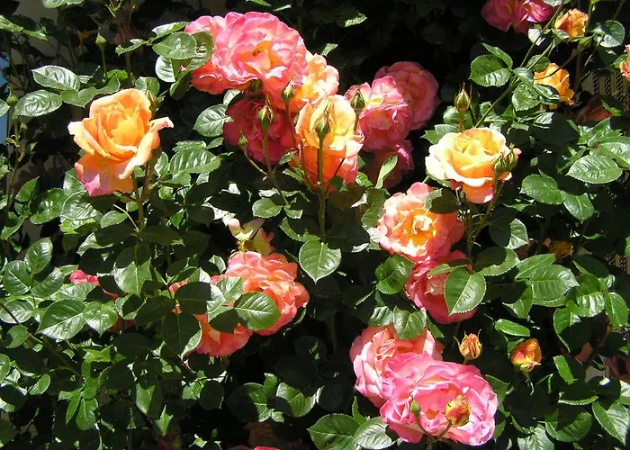 Cascina Curairone * Bossolasco