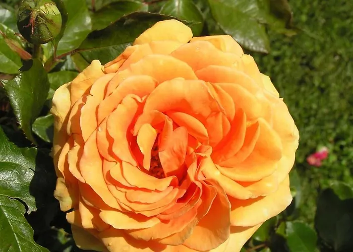 Cascina Curairone Lejlighed Bossolasco